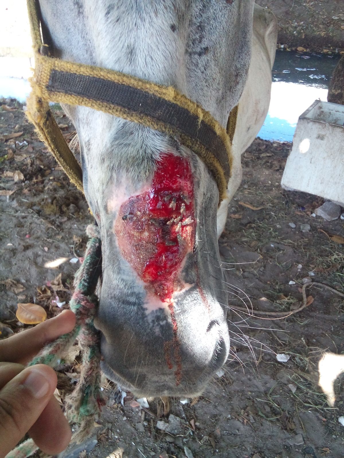 Após supostos maus-tratos, cuidadora de cavalo diz que animal é